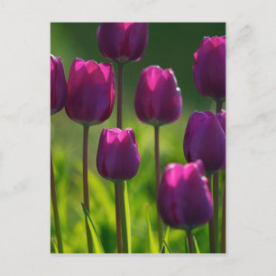 VIBRANT PAARSE TULIPS BRIEFKAART