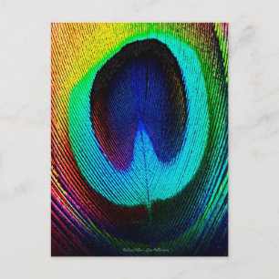 Vibrant Peacock Feather Briefkaart