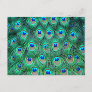 Vibrant Peacock Feathers Briefkaart