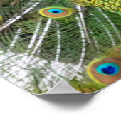 Vibrant Peacock Feathers Poster (Hoek)