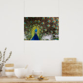 Vibrant Peacock Feathers Poster (Keuken)