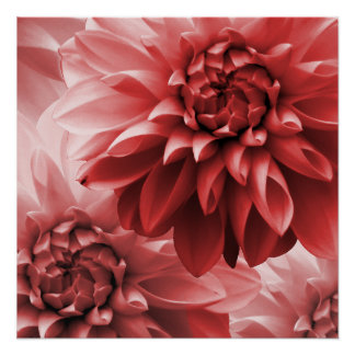 Vibrant Red monotone dahlia Perfect Poster
