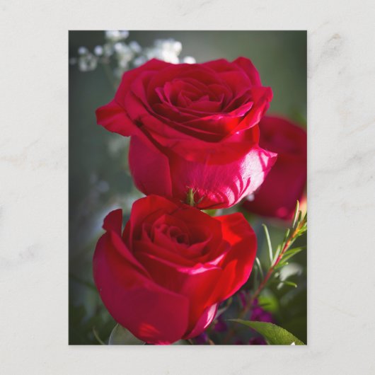 Vibrant Romantic Red Roses Briefkaart (Voorkant)