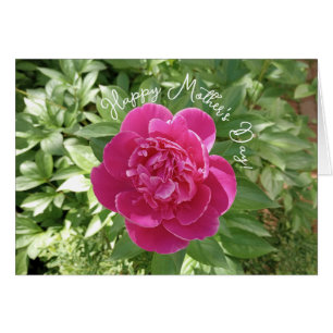 Vibrant rose Peony Flower Carte de la fête des mèr