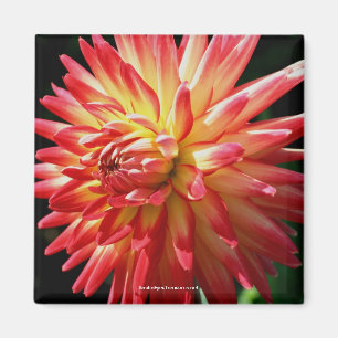 Vibrant Rouge Dahlia Fleur Magnet de photo
