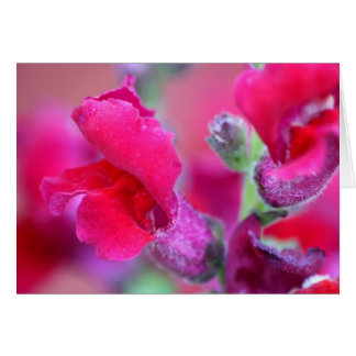 Vibrant roze Snapdragons