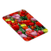 Vibrant Yellow and Red Tulips Garden Photo Magnet (Côté Droit)