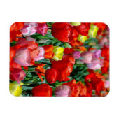 Vibrant Yellow and Red Tulips Garden Photo Magnet (Horizontal)
