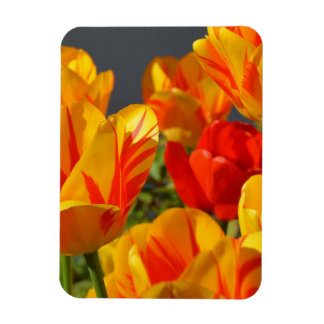 Vibrant Yellow and Red Tulips Garden Photo Magnet Magneet