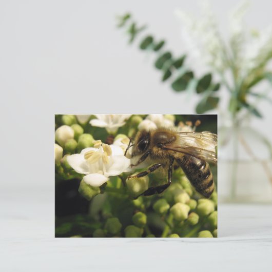 Viburnum Briefkaart (Staand voorkant)
