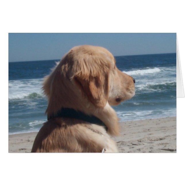 Vice-roi à la plage (Devant horizontal)