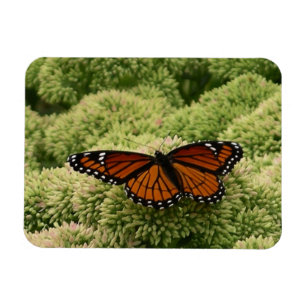Viceroy Butterfly Beauful Natuur Fotografie Magneet