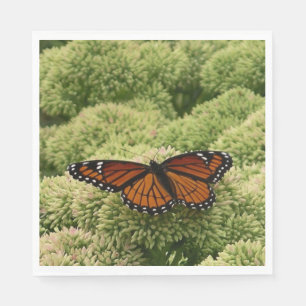 Viceroy Butterfly Beauful Natuur Fotografie Servet