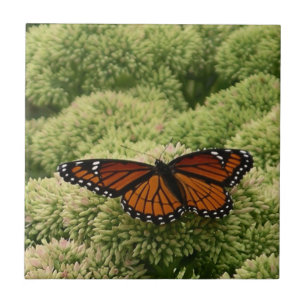 Viceroy Butterfly Beauful Natuur Fotografie Tegeltje