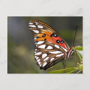 Viceroy Butterfly Briefkaart