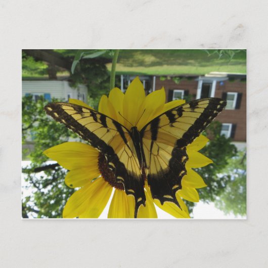 Viceroy Butterlfy Briefkaart (Voorkant)