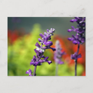 Victoria Blues Briefkaart