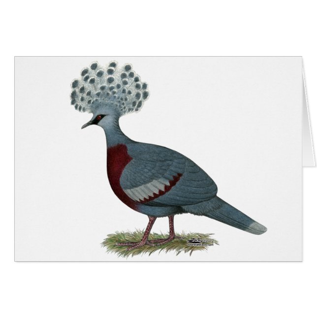 Victoria Crowned Pigeon (Voorkant Horizontaal)