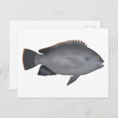 Victoria Tilapia Briefkaart (Voorkant / Achterkant)