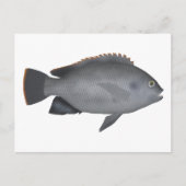 Victoria Tilapia Briefkaart (Voorkant)