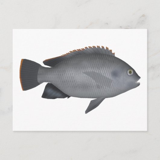 Victoria Tilapia Briefkaart (Voorkant)