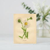 Victoriaans-Daisy-onderzoek Briefkaart (Staand voorkant)