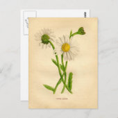 Victoriaans-Daisy-onderzoek Briefkaart (Voorkant / Achterkant)