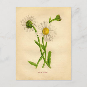 Victoriaans-Daisy-onderzoek Briefkaart