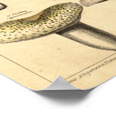  Victoriaans Era paddenstoel kunst Poster (Hoek)