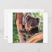 Victoriaans Koala Briefkaart (Voorkant / Achterkant)