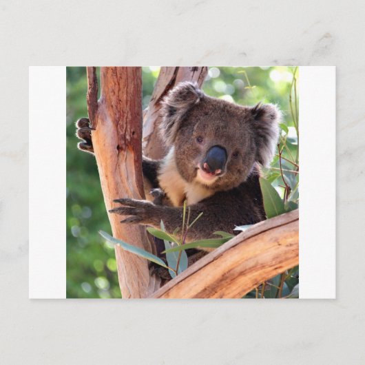 Victoriaans Koala Briefkaart (Voorkant)