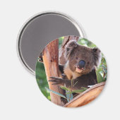 Victoriaans Koala Magneet (Voorkant / Achterkant)