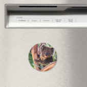 Victoriaans Koala Magneet (Insitu (Vaatwasser))