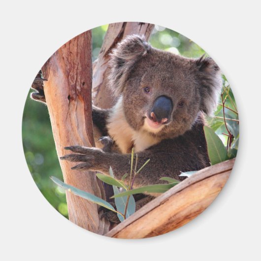 Victoriaans Koala Magneet (Voorkant)
