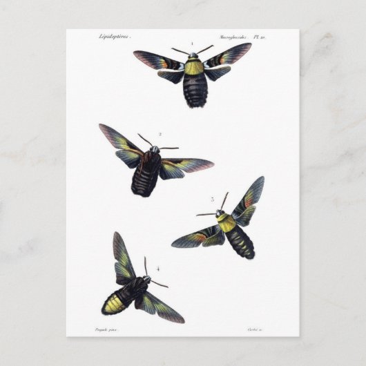 Victoriaans maanden briefkaart (Voorkant)