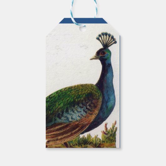 Victoriaans Peacock Cadeaulabel (Achterkant)