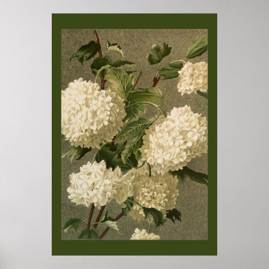Victoriaans Style White Hydrangea Flowers Poster (Voorkant)