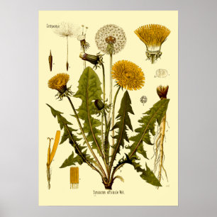  Victoriaans tijdperk 1887 Dandelion botanische ku Poster