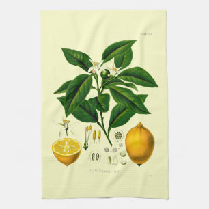  Victoriaans tijdperk Lemon Botanische illustratie Theedoek