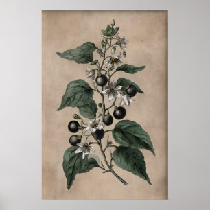 Victoriaanse Gif Tuin Print, Belladonna Plant Poster