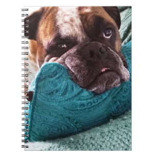 Victorian Bulldog Photo 9x6 Carnet