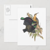 Victoria's Rifle Bird Briefkaart (Voorkant / Achterkant)