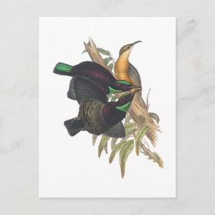 Victoria's Rifle Bird Briefkaart