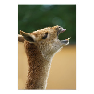 Vicuna die zijn tanden laat zien foto afdruk