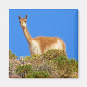 vicuña magneet