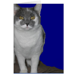 ~ vide de carte de Kitty de ~