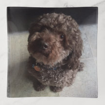 Caniche mignon de chocolat