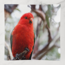 Le Roi rouge de flambage Parrot