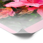 Vie en direct en pleine floraison Poster Azaleas F (Coin)
