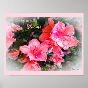 Vie en direct en pleine floraison Poster Azaleas F